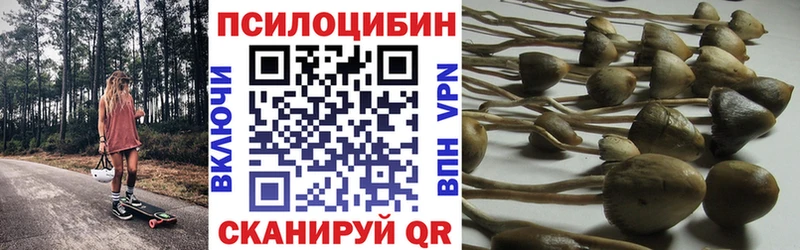 Псилоцибиновые грибы Cubensis  купить   Канск 